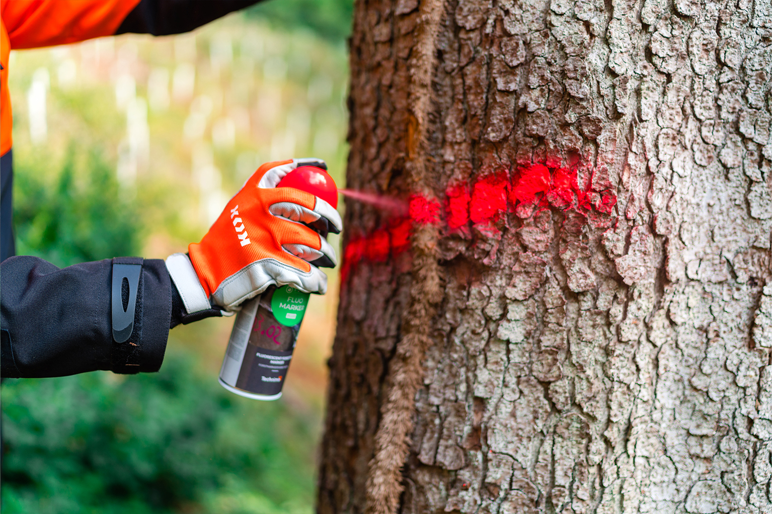 Een hand met een oranje werkhandschoen markeert een boomstam in het bos met rode spuitverf.